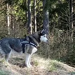 Rheintal Im Alpenvorland Lejlighed Batschuns